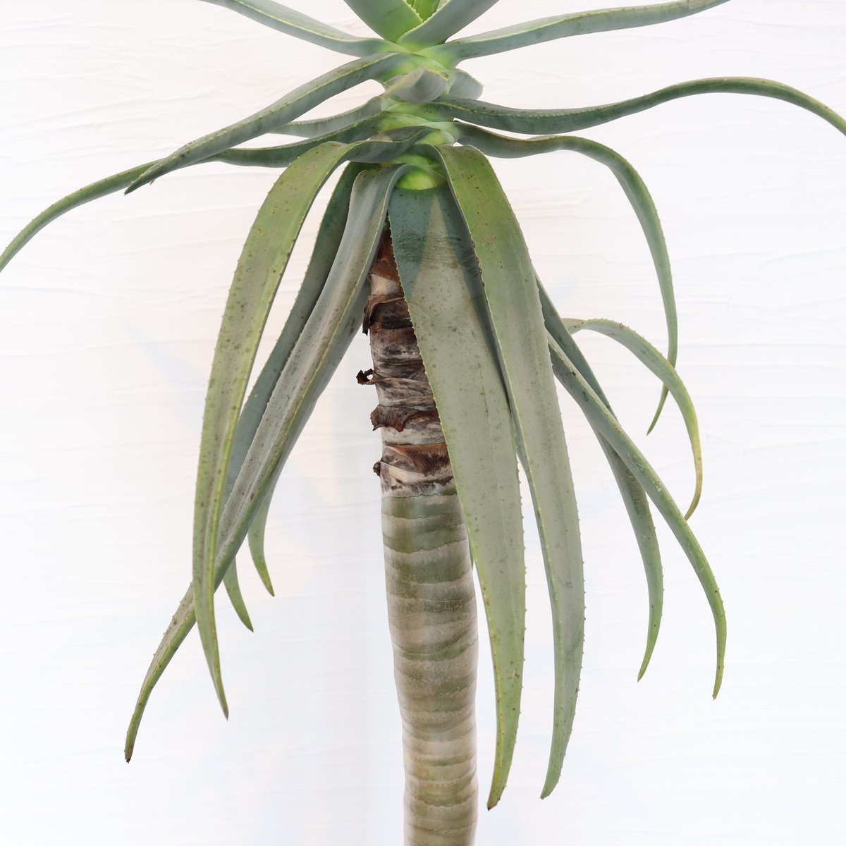 アロエ ディコトマ | To.r 植物店