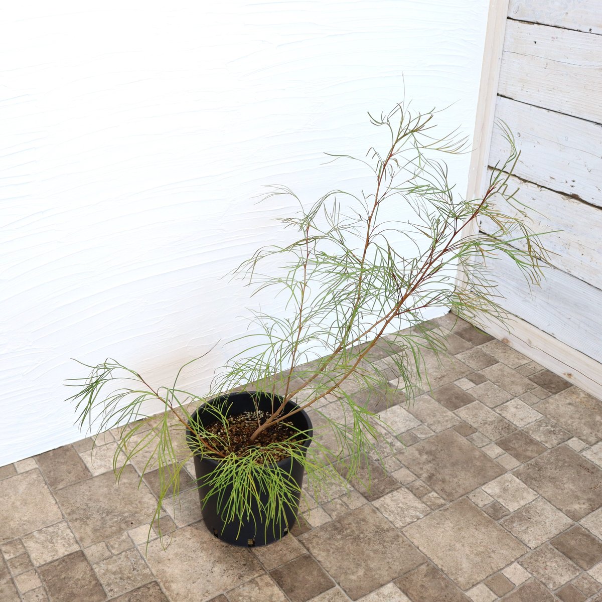 グレビレア ロンギスティーラエレガンス | To.r 植物店