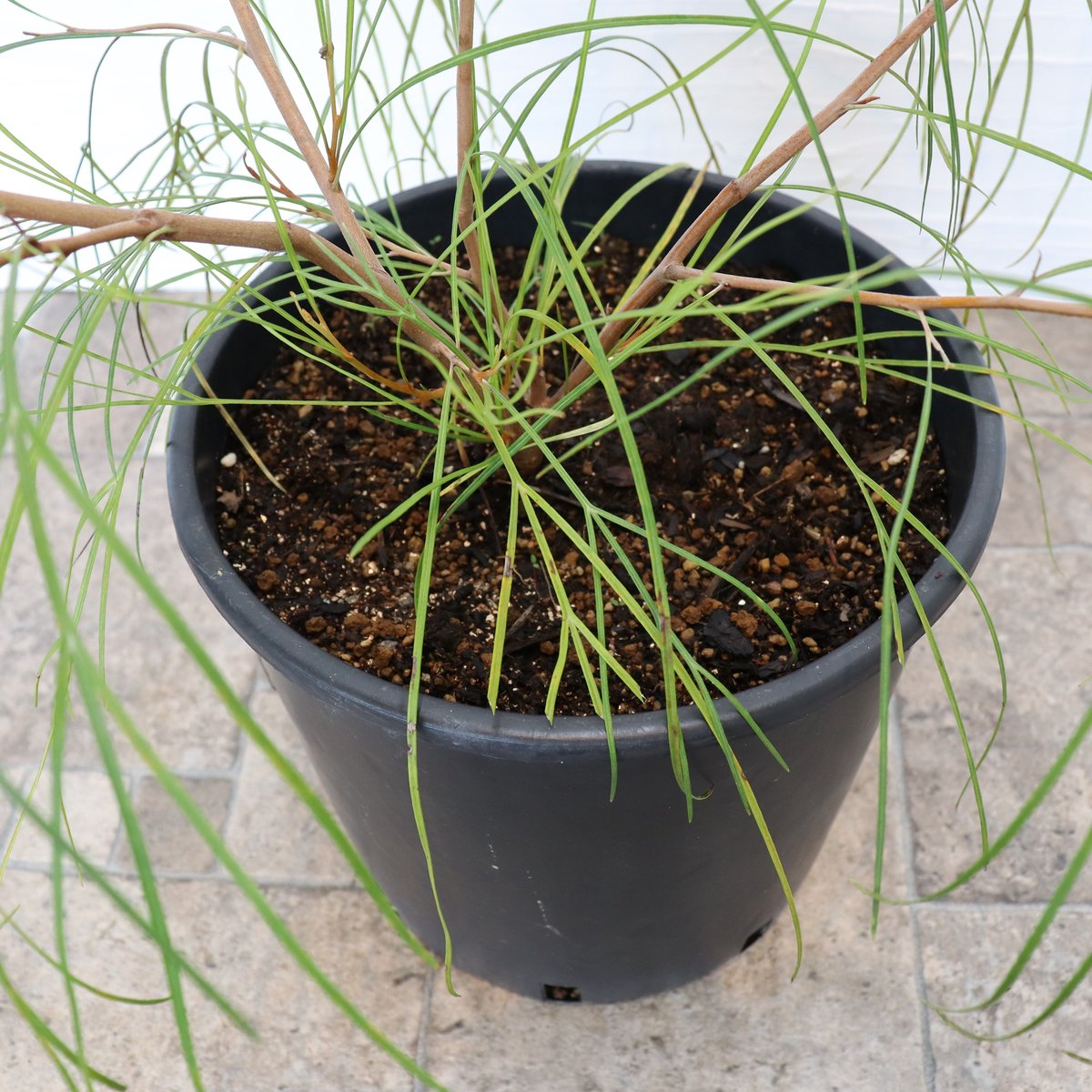 グレビレア ロンギスティーラエレガンス | To.r 植物店