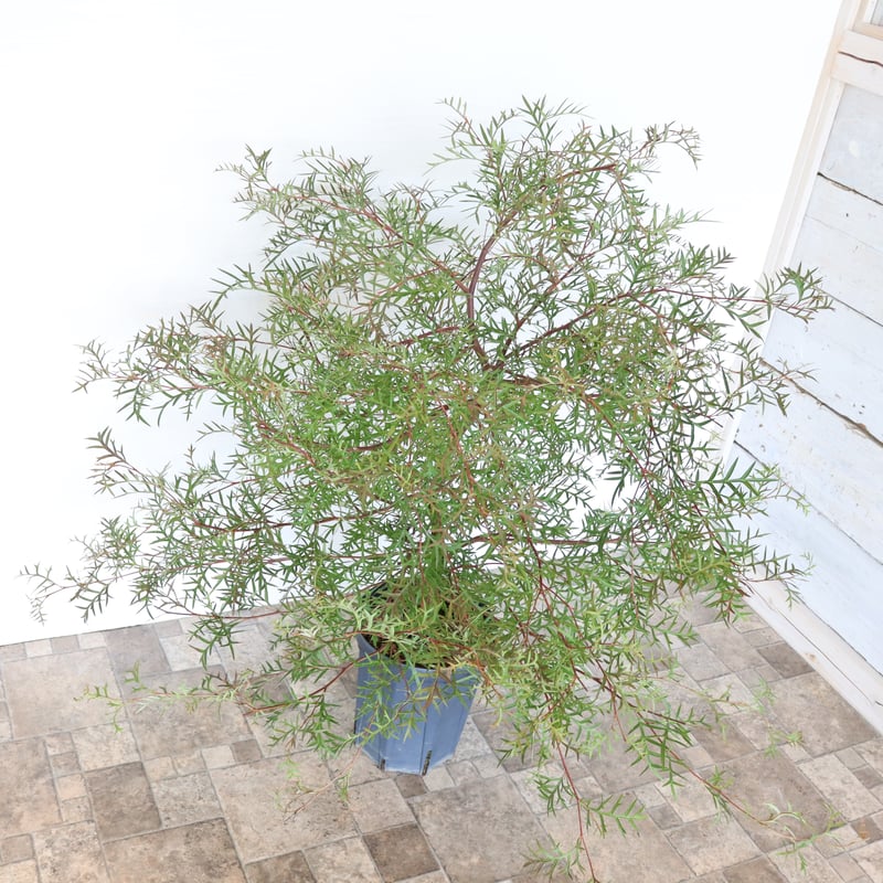 グレビレア ブロンズランバー | To.r 植物店