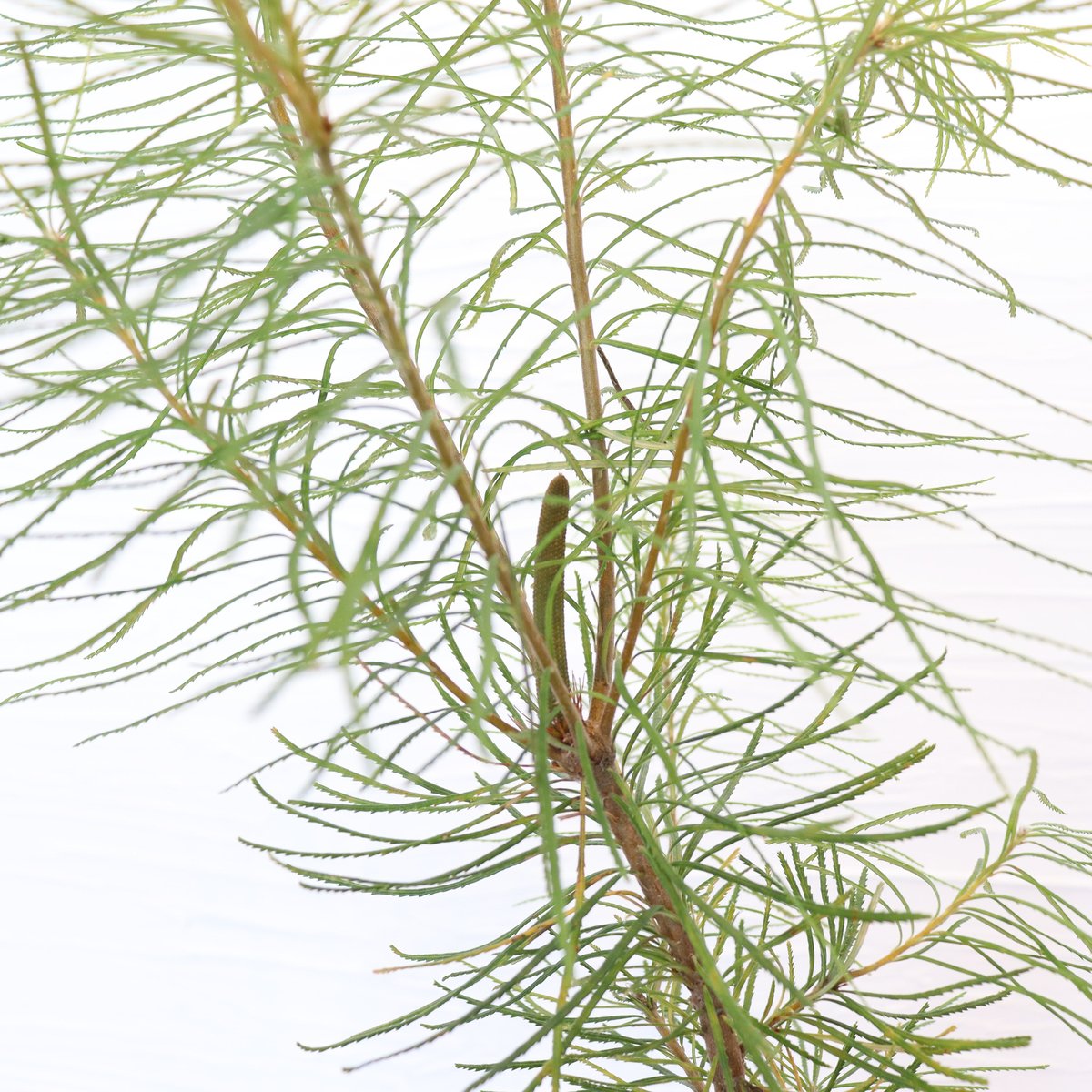 ヘアピン バンクシア | To.r 植物店