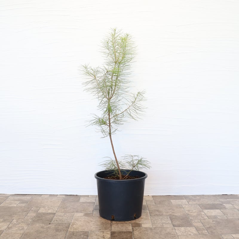 ヘアピン バンクシア | To.r 植物店