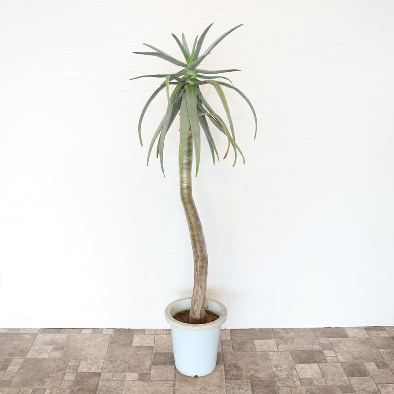 アロエ ディコトマ | To.r 植物店
