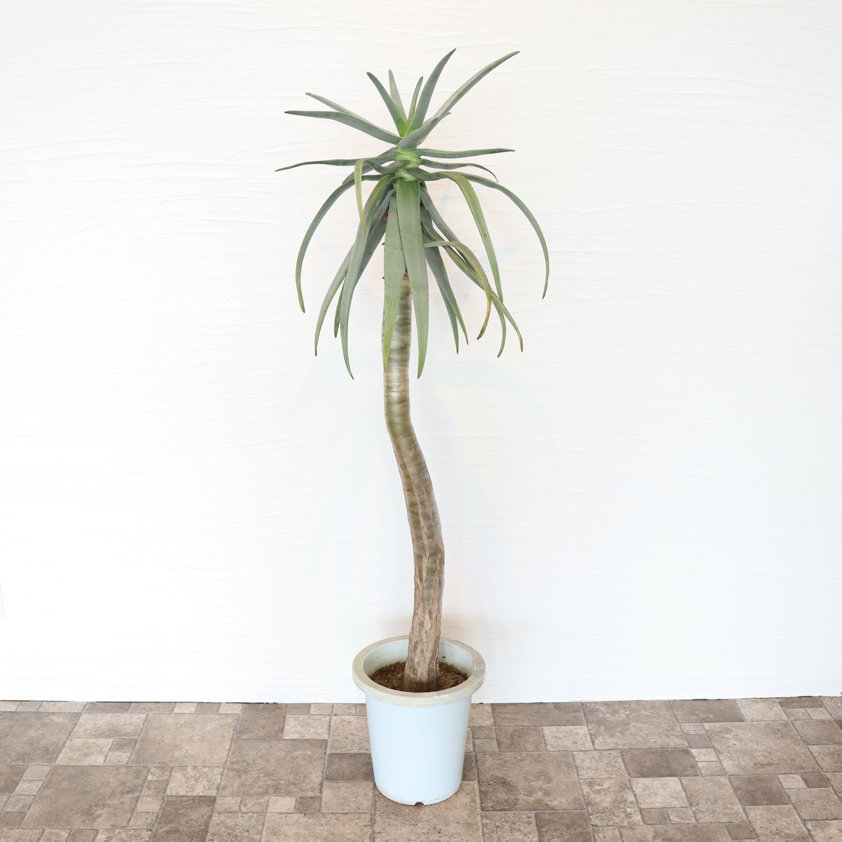 アロエ ディコトマ | To.r 植物店