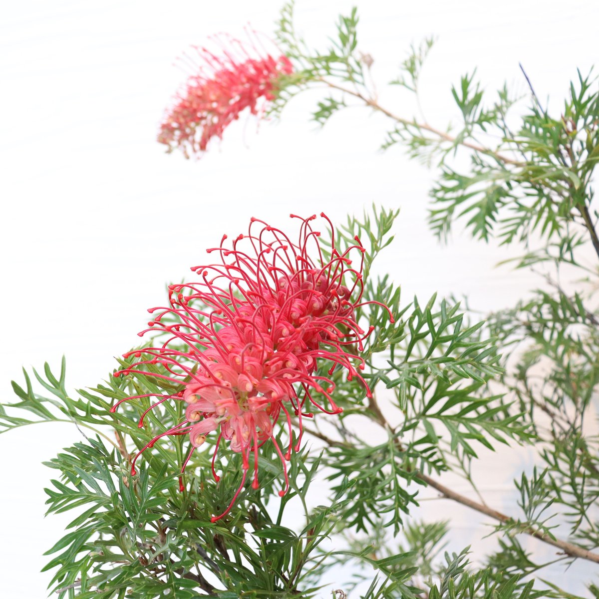 グレビレア「ロビンゴードン」 グレビレア ロビンゴードン | To.r 植物店