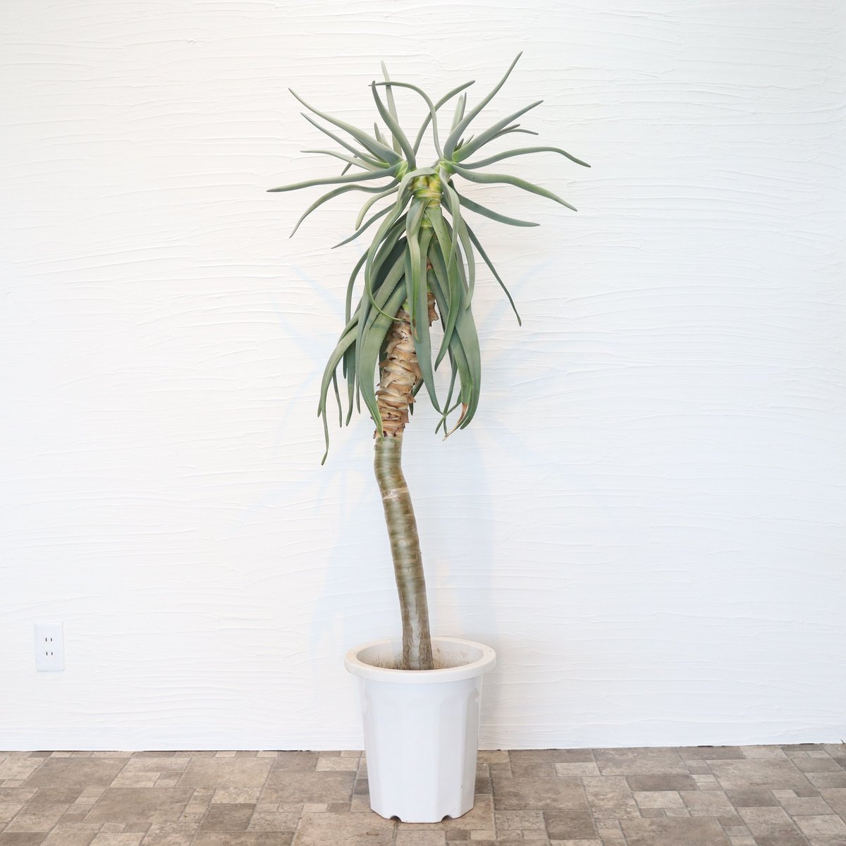 ②特大アロエ・ディコトマ ②特大アロエ・ディコトマ 2025年最新】アロエ ディコトマの人気