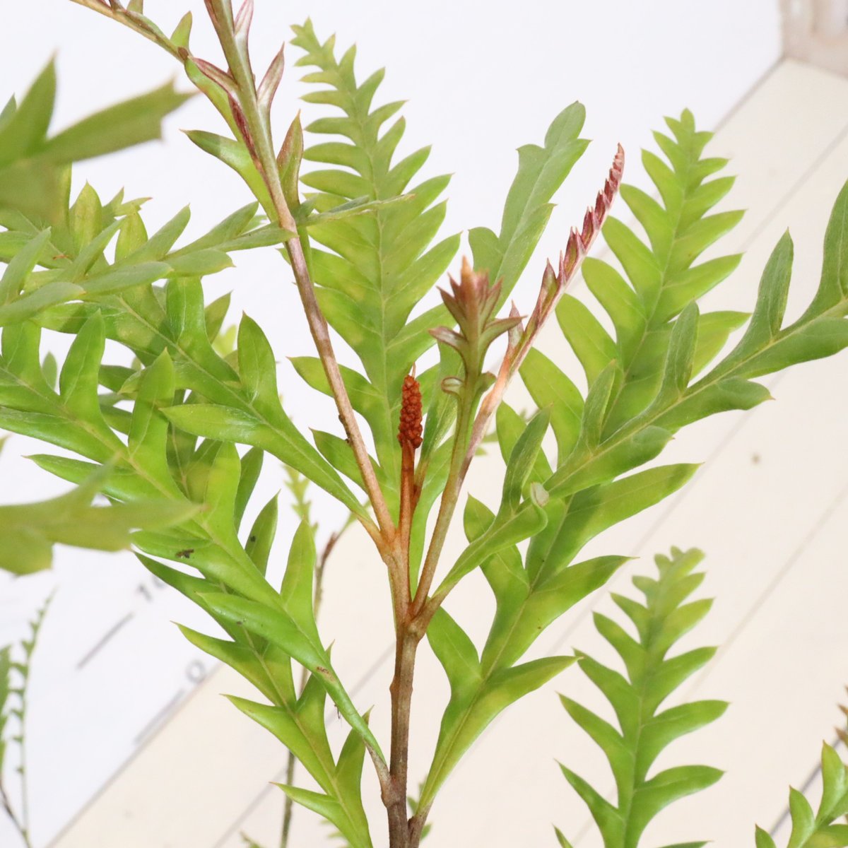 グレビレア アイバンホー | To.r 植物店