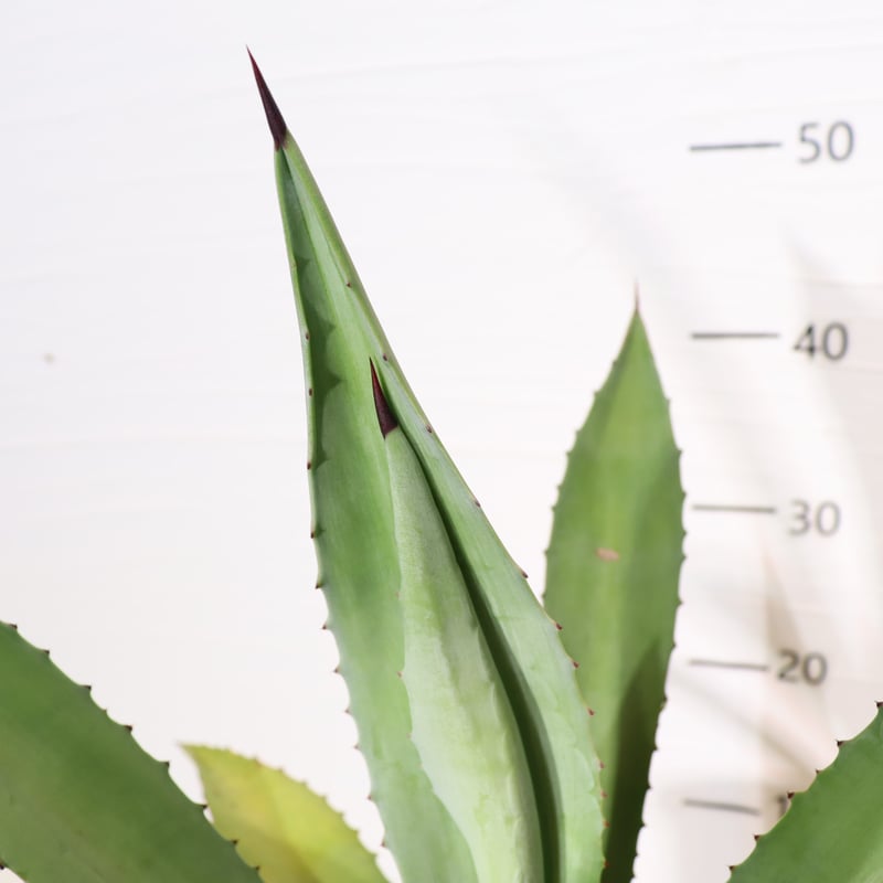 アメリカーナ アオノリュウゼツラン 大型株 【公式通販】