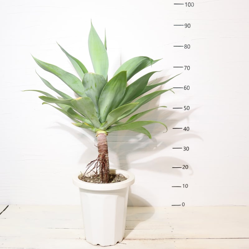 アガベアテナータ | To.r 植物店 