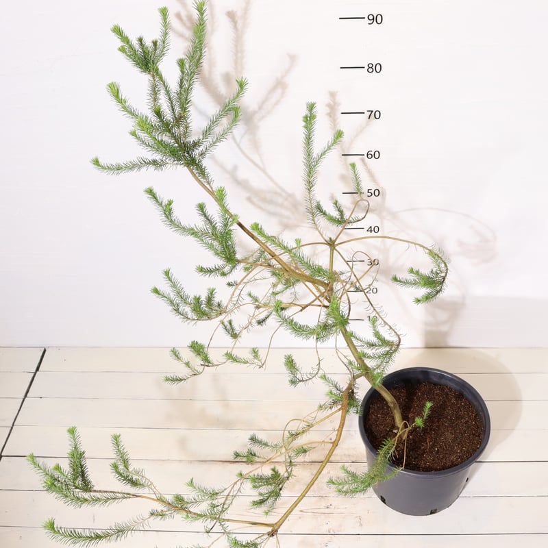 ヒース バンクシア | To.r 植物店