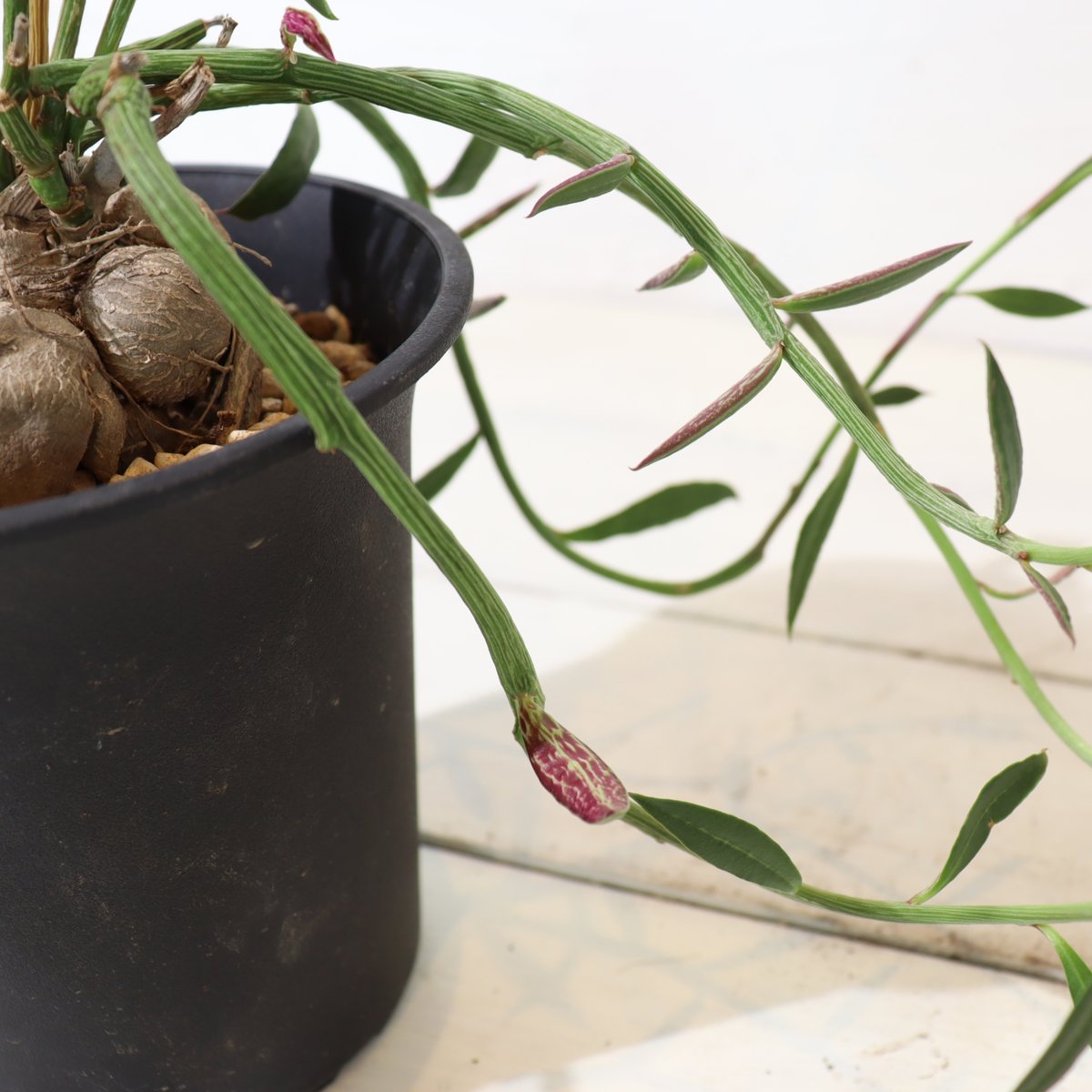 モナデニウム・モンタナム | To.r 植物店