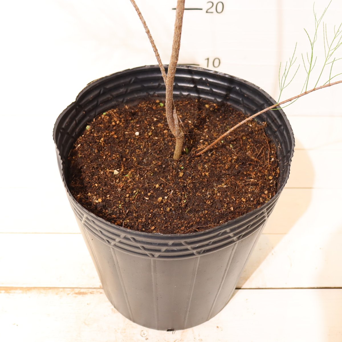 タマモクマオウ | To.r 植物店