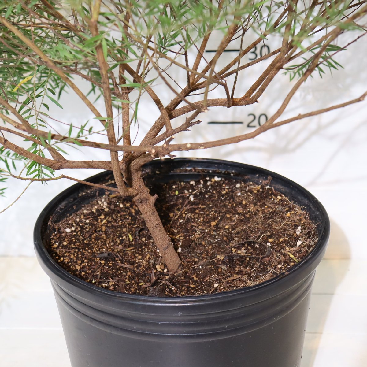 メラルーカ【雪さまご依頼品】