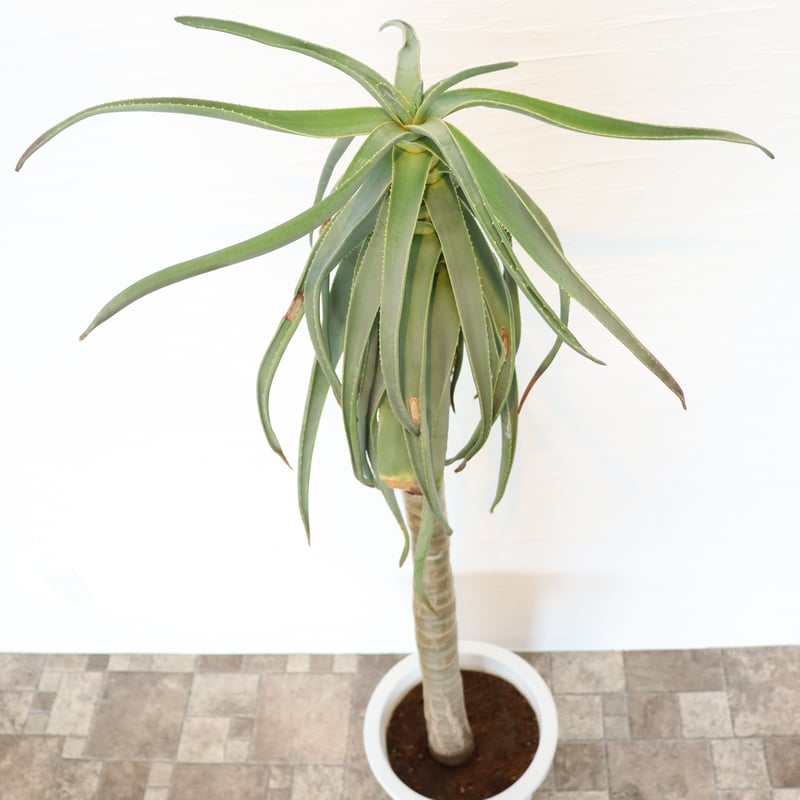 アロエ ディコトマ | To.r 植物店