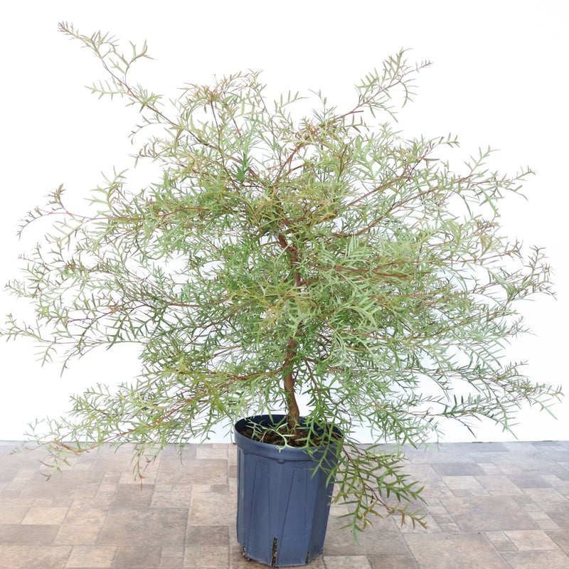 たいがページ　這性　グレビレア　ブロンズランバー　鉢植え　オージープランツ グレビレア ブロンズランバー | To.r 植物店