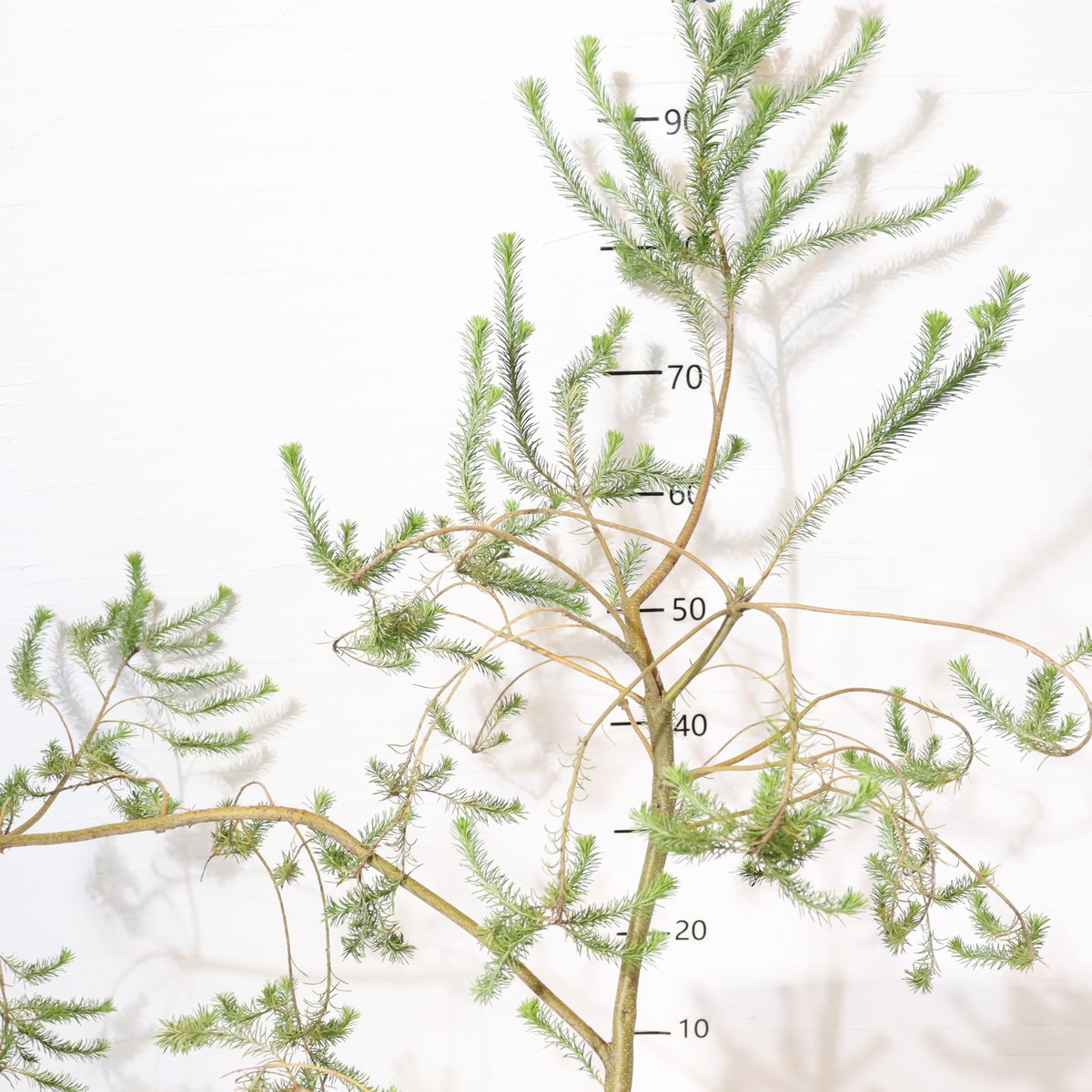 ヒース バンクシア | To.r 植物店