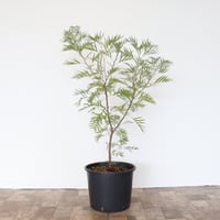 グレビレア アイバンホー | To.r 植物店