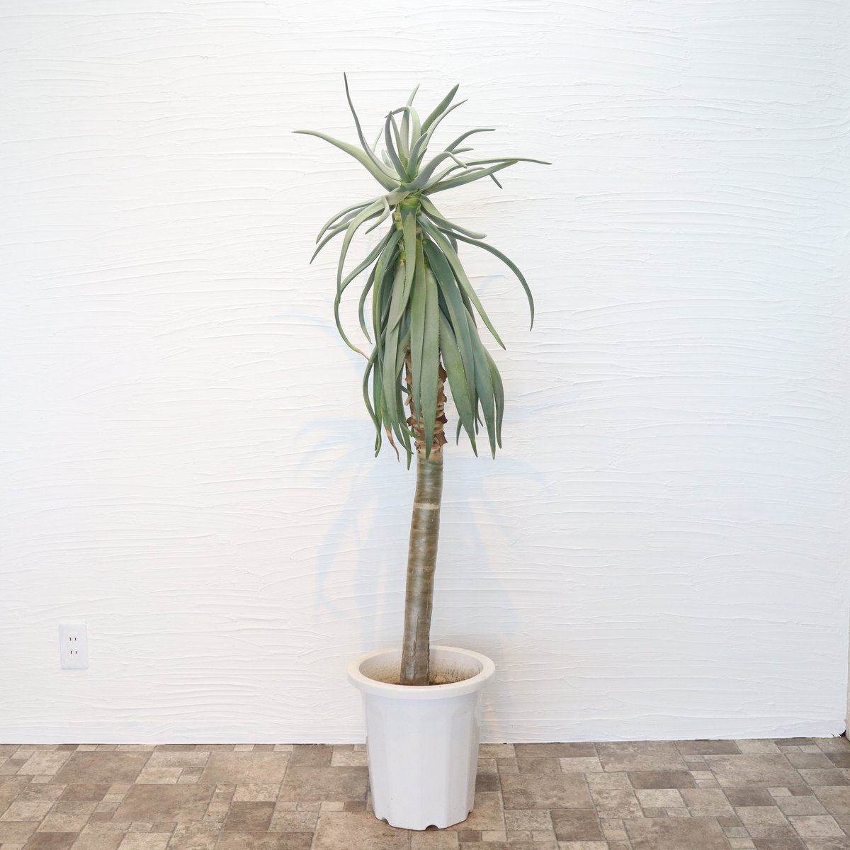 ②特大アロエ・ディコトマ アロエ・ディコトマ 』🌱 世界最大のアロエといわれているディコトマ