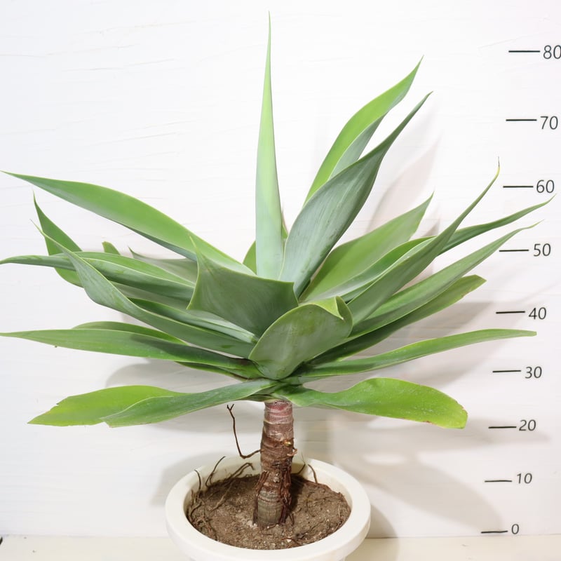 アガベアテナータ | To.r 植物店 