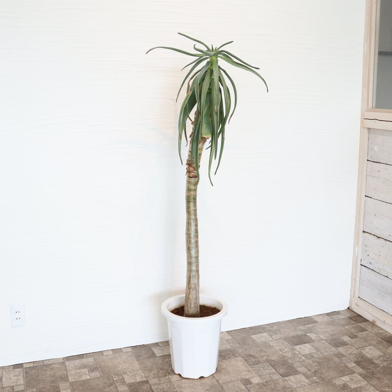 アロエ ディコトマ | To.r 植物店