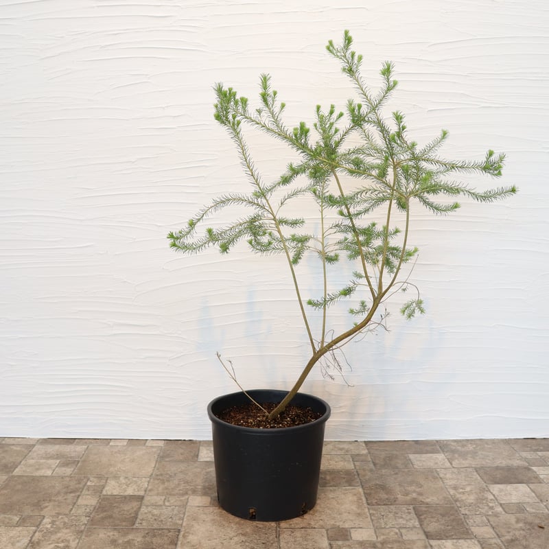 ヒース バンクシア | To.r 植物店