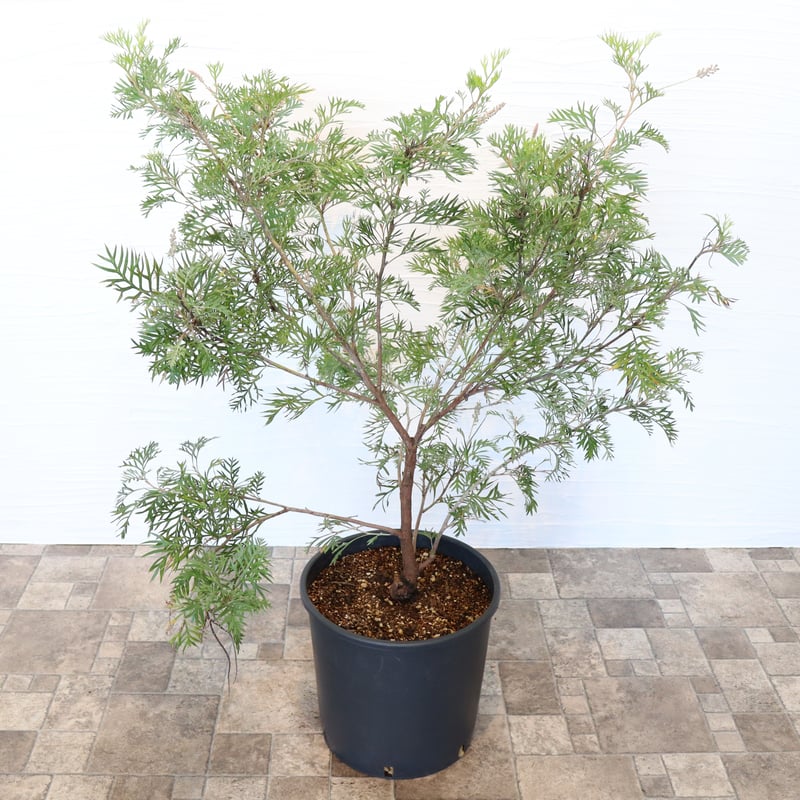 グレビレア ロビンゴードン | To.r 植物店