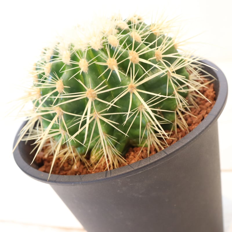サボテン 金鯱（直径15㎝ポット） | To.r 植物店