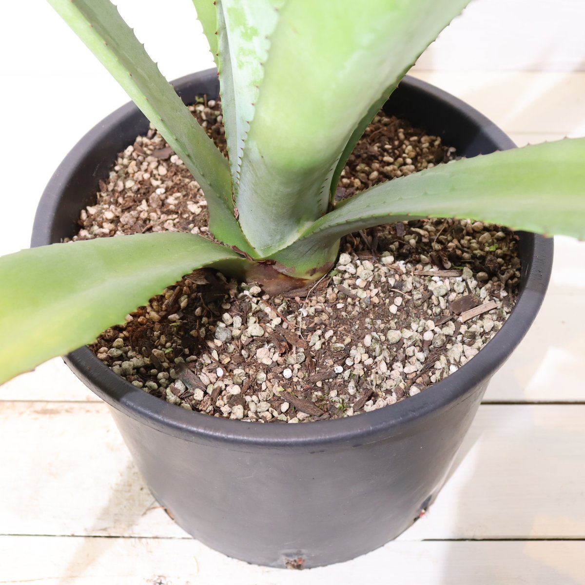 アオノリュウゼツラン | To.r 植物店 アオノリュウゼツラン | To.r 植物店