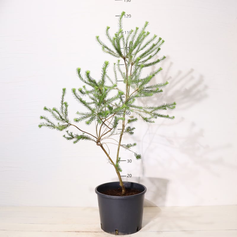 ヒース バンクシア | To.r 植物店