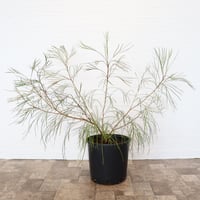 グレビレア　アイバンホーン　高さ150センチ グレビレア アイバンホー | To.r 植物店