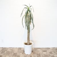 ②特大アロエ・ディコトマ 楽天市場】アロエ ディコトマの通販