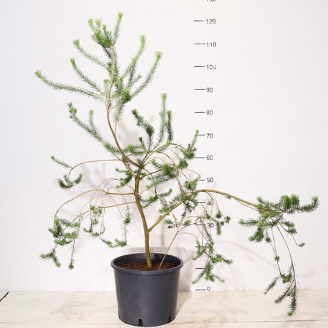 オージープランツ2株セット❗️ グレビレア ガウディチャウディと