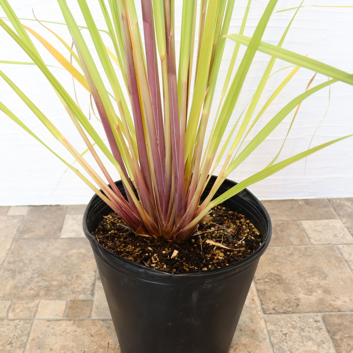 パンパスグラス ピンク | To.r 植物店