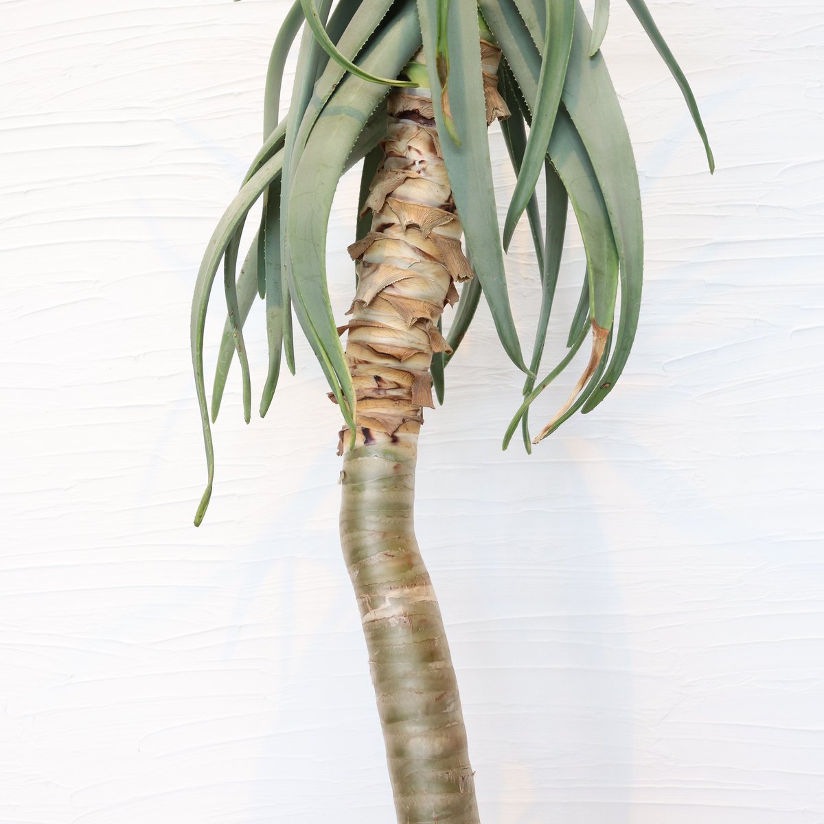 アロエ ディコトマ（二股） | To.r 植物店