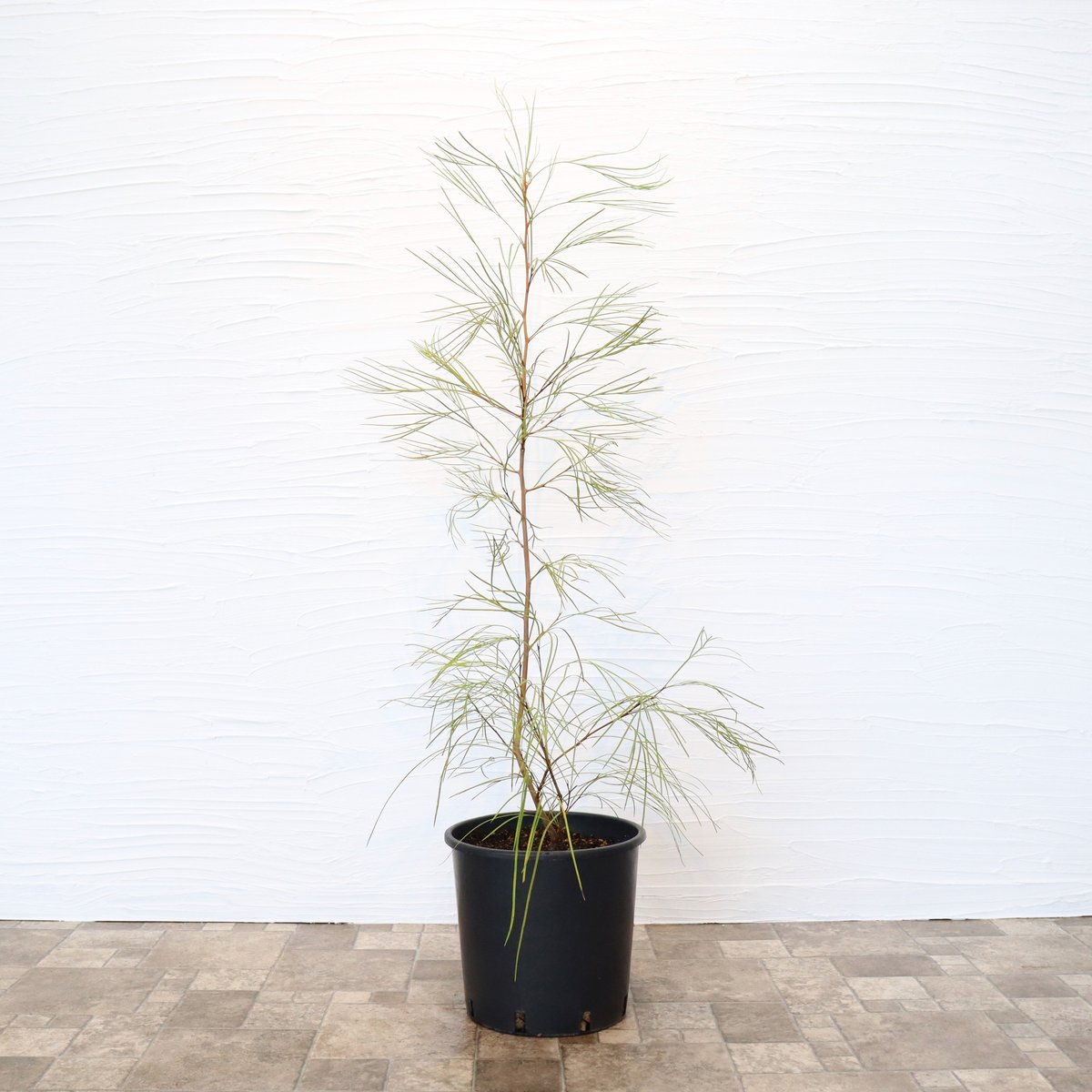 ボリューム苗　グレビレアロンギスティーラエレガンス　ポット鉢植え　苗　レア品種 ボリューム苗 グレビレアロンギスティーラエレガンス ポット鉢植え 苗