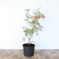 グレビレア ココナッツアイス ルートプラスポット入り/ 512 グレビレア