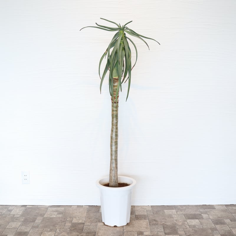 アロエ ディコトマ | To.r 植物店