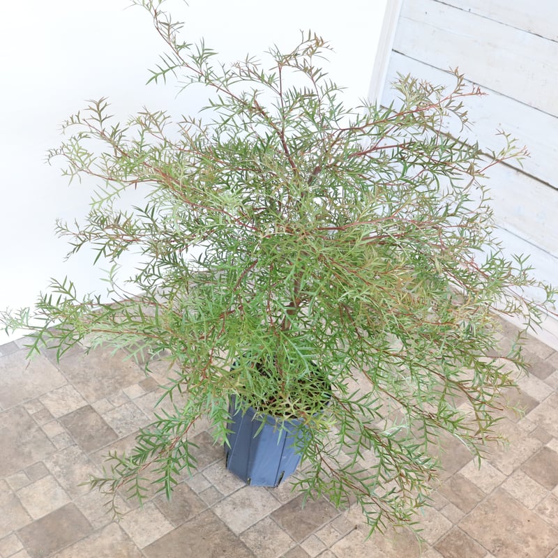 グレビレア ブロンズランバー | To.r 植物店