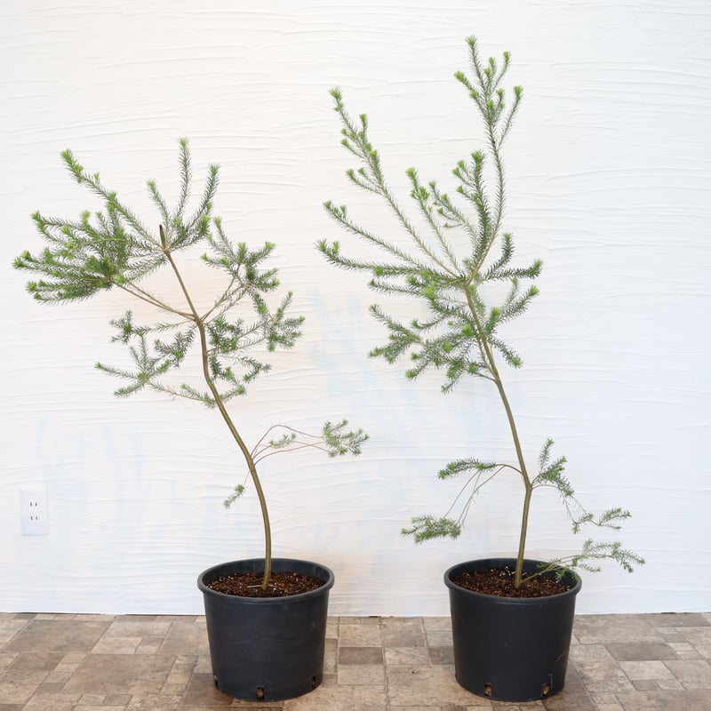 バンクシア ヒースバンクシア 大株 引取り限定 川崎市幸区 現品