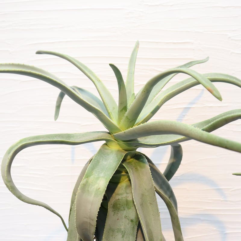 アロエ ディコトマ | To.r 植物店