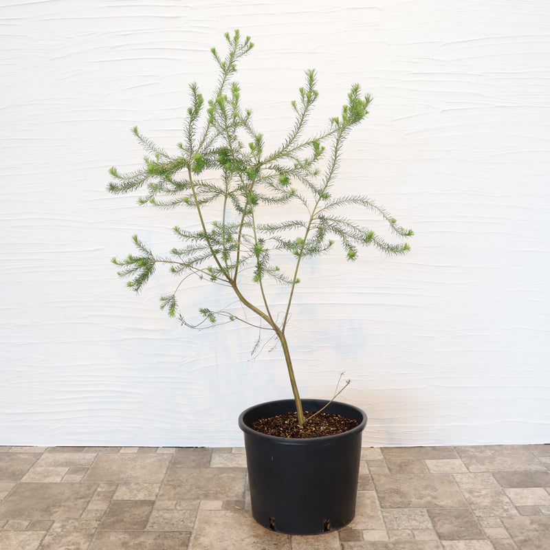 ヒース バンクシア | To.r 植物店