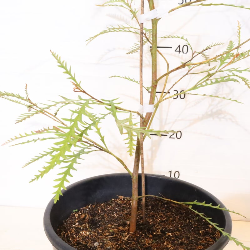 グレビレア アイバンホー | To.r 植物店