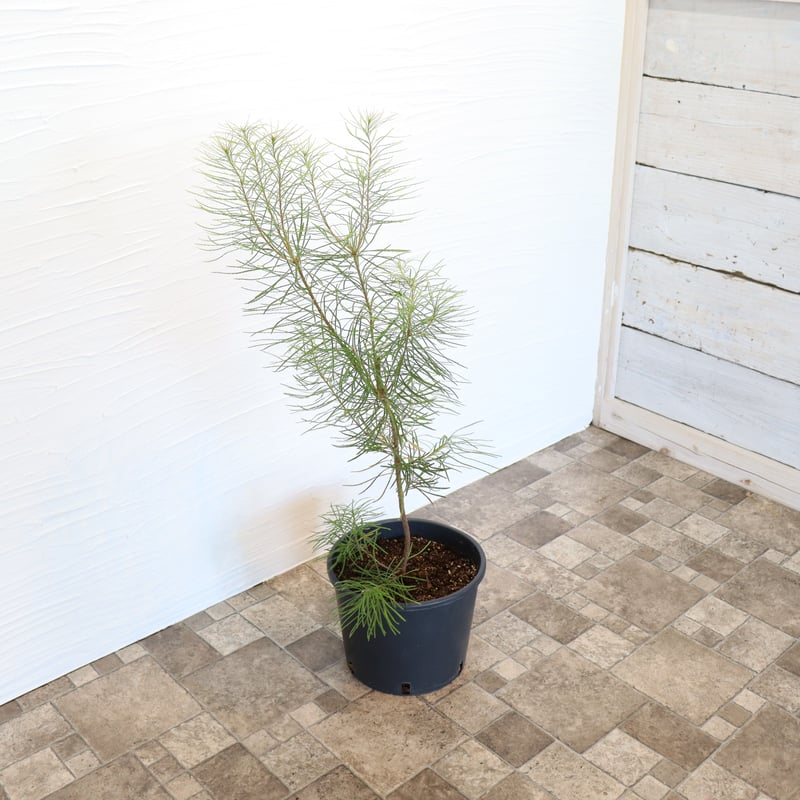 ヘアピン バンクシア | To.r 植物店 ヘアピン バンクシア | To.r 植物店