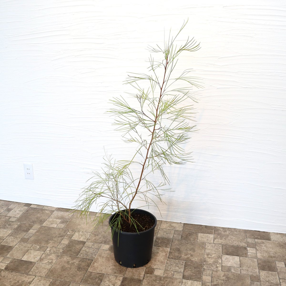 グレビレア ロンギスティーラエレガンス | To.r 植物店 グレビレア ロンギスティーラエレガンス | To.r 植物店