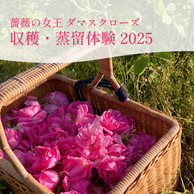 期間終了済み］薔薇の女王ダマスクローズ収穫・蒸留体験2025 | 山形