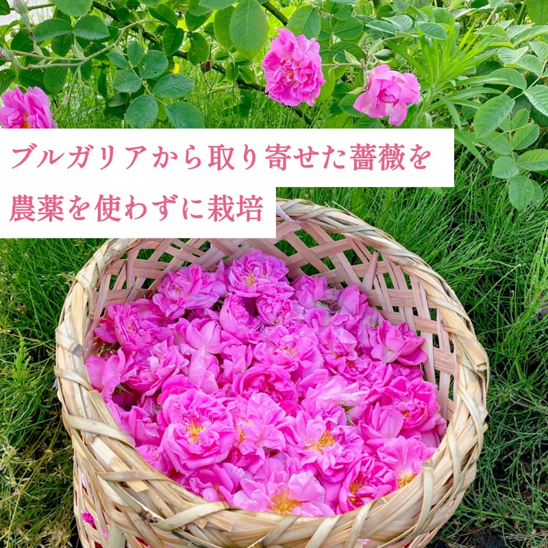 【新品未使用】精油　バラにもできます 楽天市場】◇ローズ 精油 ローズオットー1％希釈 10ml ◇優しく