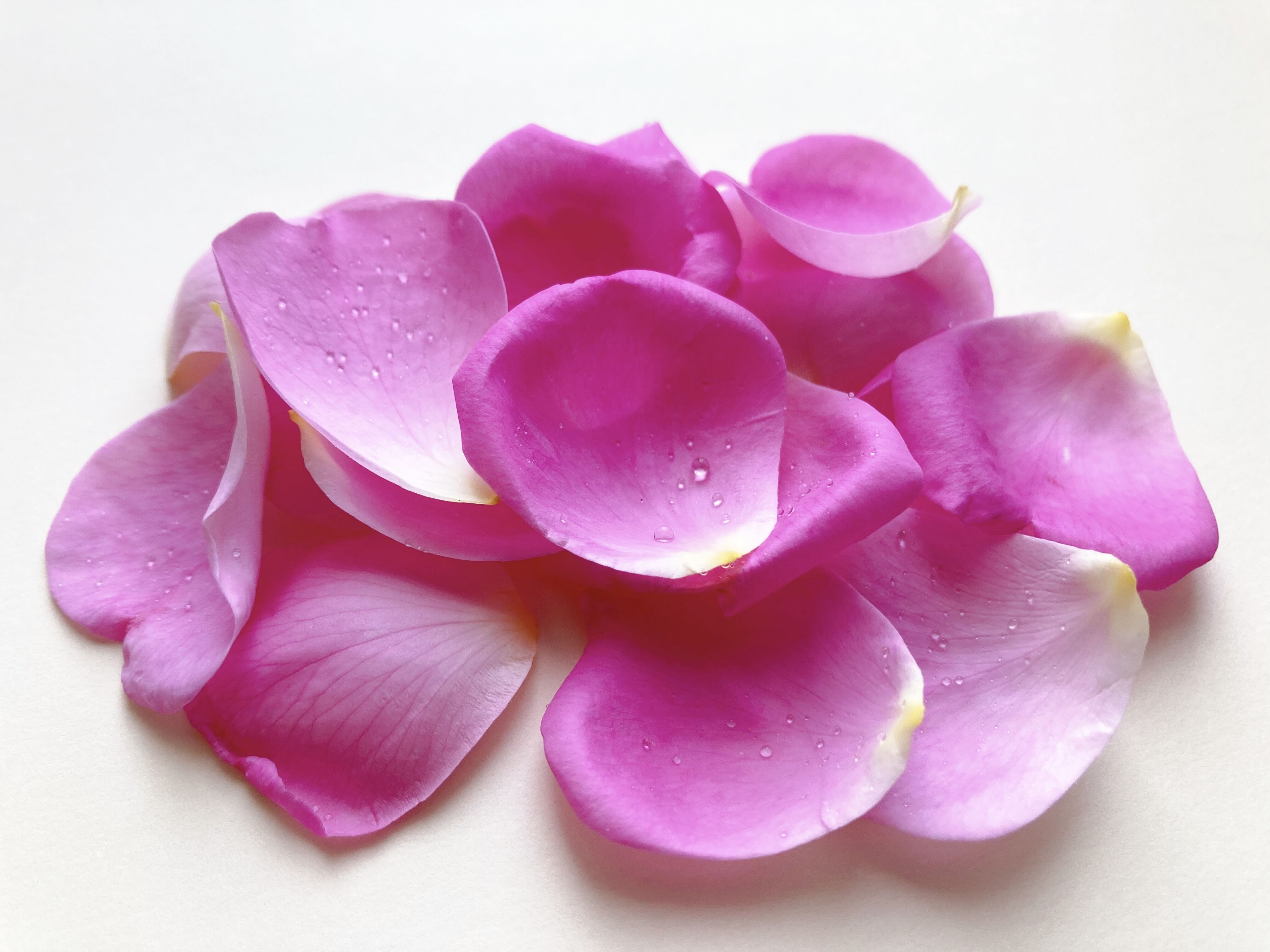 山形薔薇蒸留所 国産ダマスクローズティー 15g | 山形薔薇蒸留所