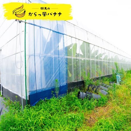 群馬のからっ風バナナ　A品（4本入り）