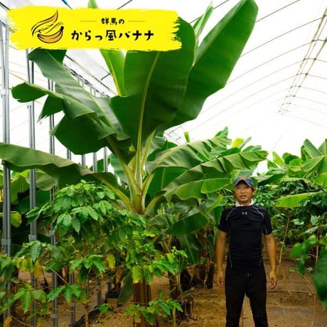 群馬のからっ風バナナ　A品（4本入り）