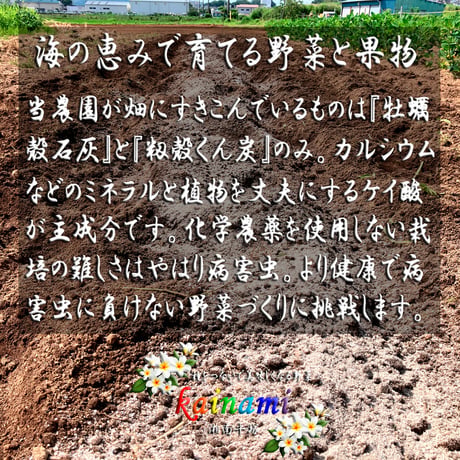 2026 kainami 生落花生 今季三代目！ 500g｜茹で落花生が美味しい品種